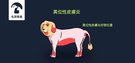 總是反反覆覆騷擾狗狗的異位性皮膚炎